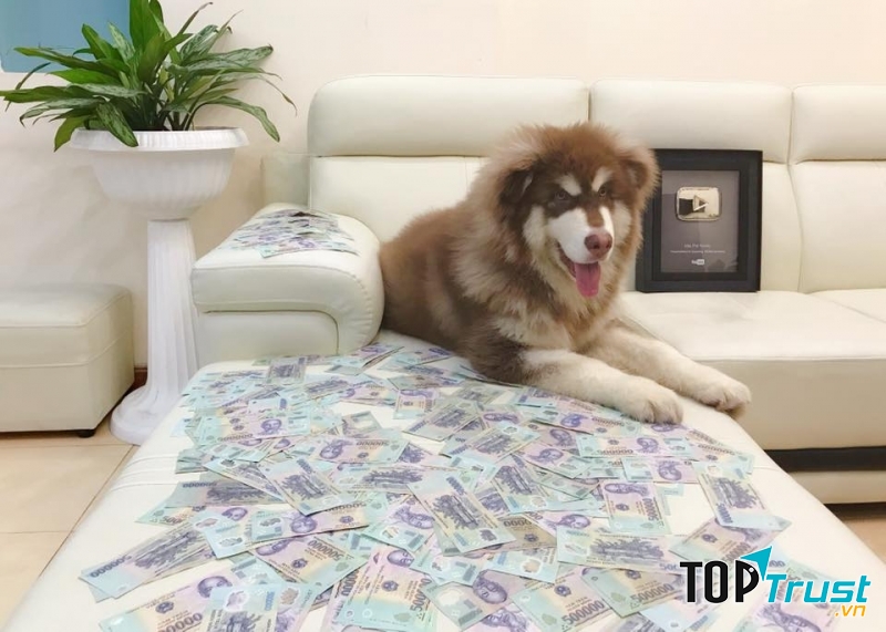 Mật Pet family - Spa & Pet Shop