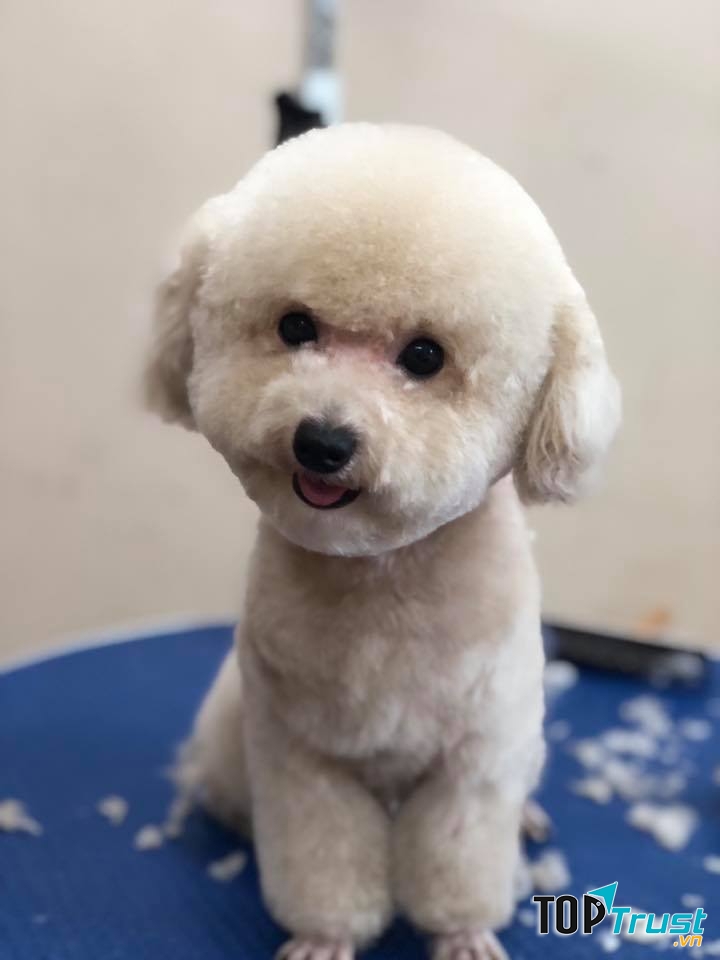 Mật Pet family - Spa & Pet Shop