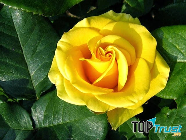 Hoa hồng vàng biểu tượng sự bội bạc trong tình yêu