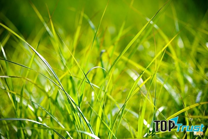 Xanh lá cây là màu của sự sống