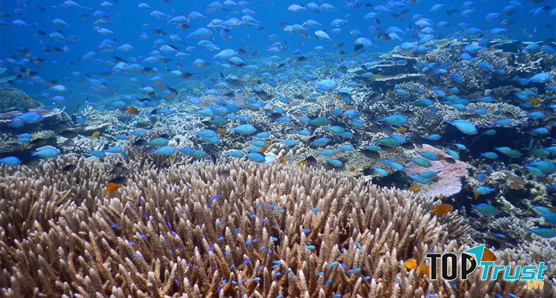 Máy Ảnh Nikon Coolpix W300