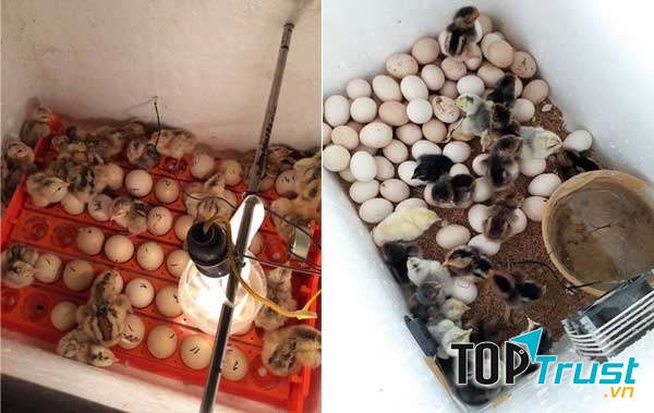 Máy ấp trứng Ánh Dương.