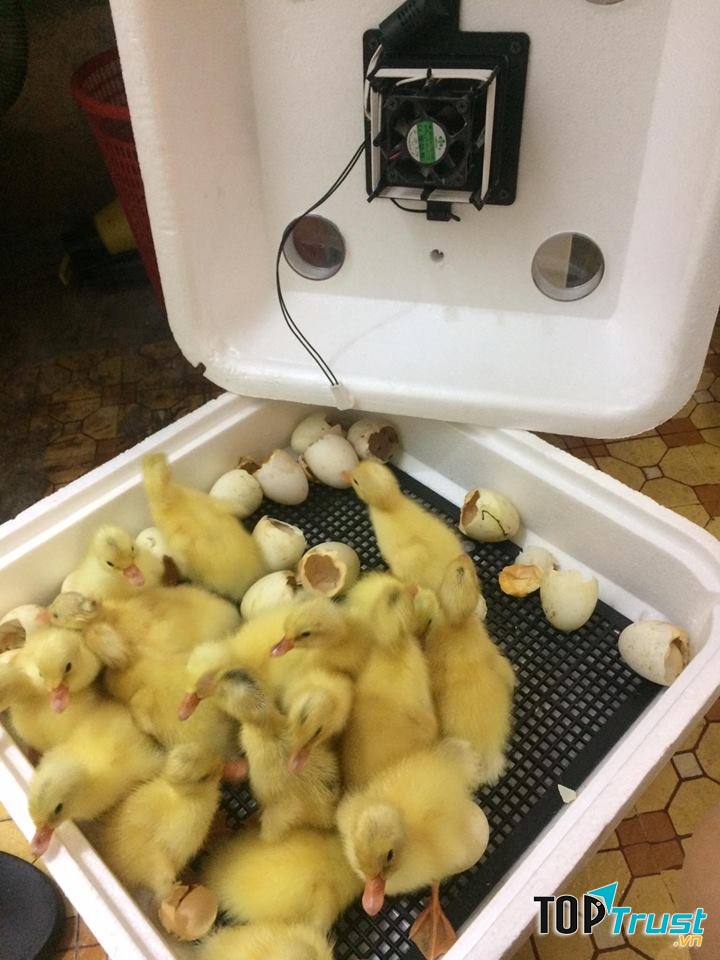 Máy ấp trứng Bảo Tín