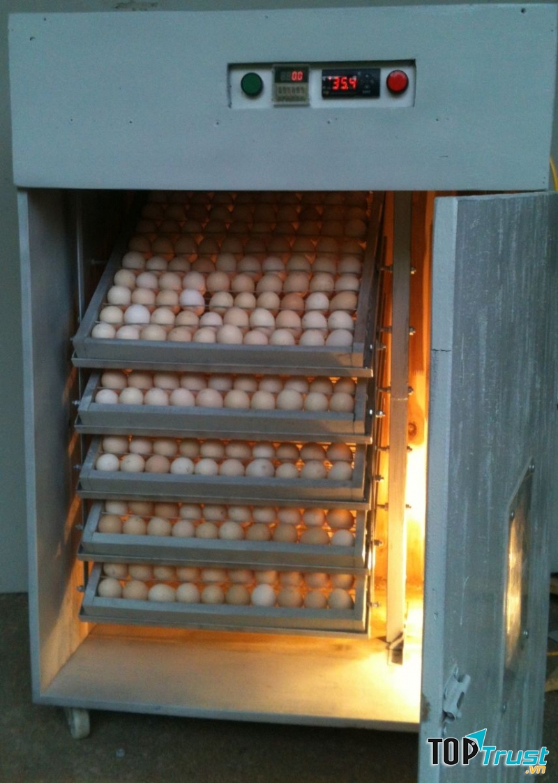 Máy ấp trứng Hoàng Luân