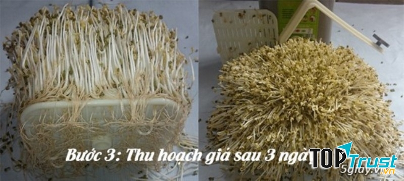 Máy làm giá đỗ đa năng BKST thu hoạch nhanh và năng suất