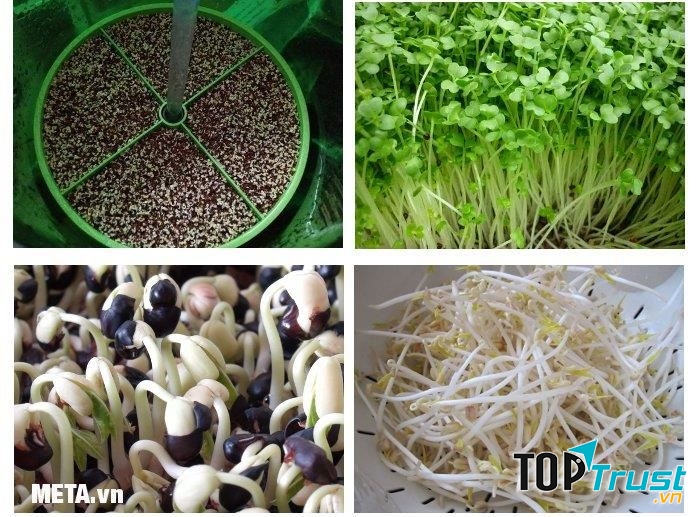 Máy làm giá đỗ rau mầm Bách Khoa tự động BKCN1 làm được rất nhiều loại giá và rau mầm khác nhau