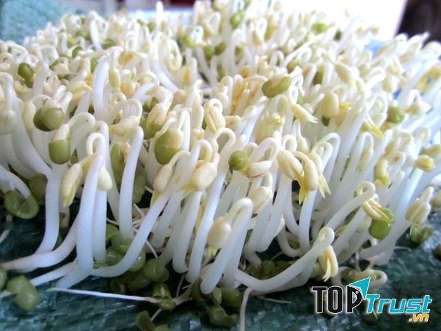 Máy ủ giá toàn diện