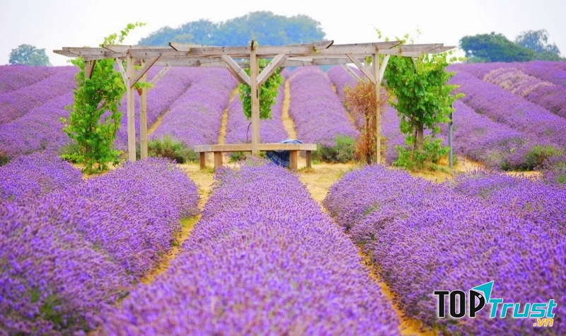 Biển hoa tím ngắt một màu khiến con người say đắm