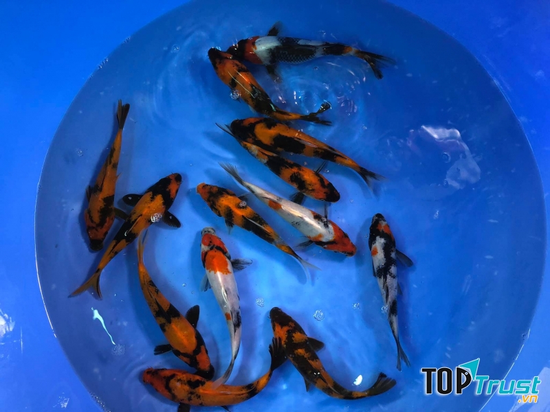 Me Kong Koi farm
