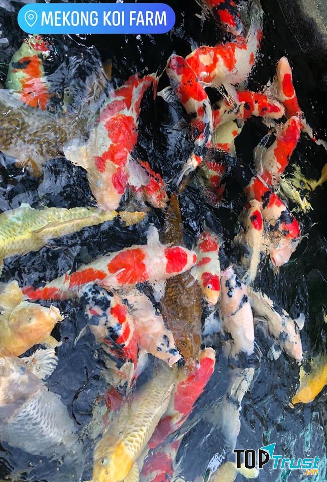 Me Kong Koi farm