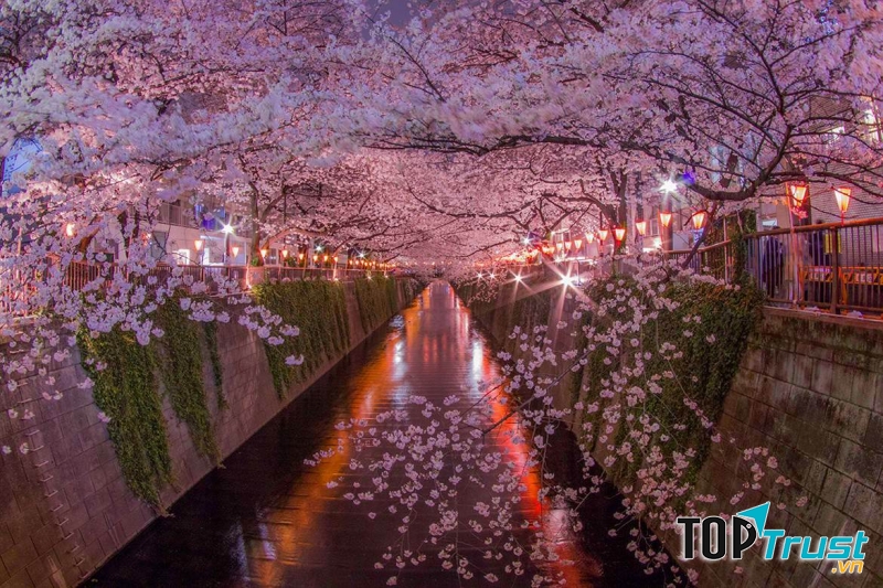 Meguro - Thiên đường hoa anh đào của Nhật Bản