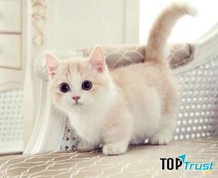 Không nên tặng mèo làm quà Tết