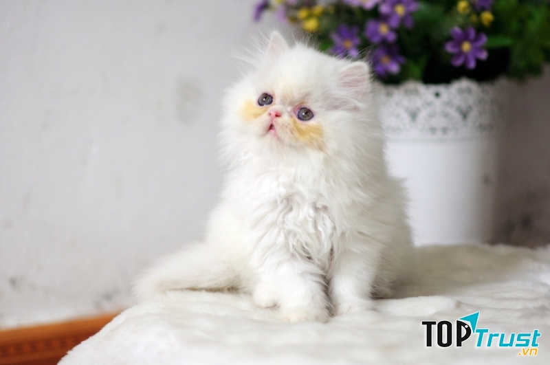 Mèo tam thể tốt cho thời vận.