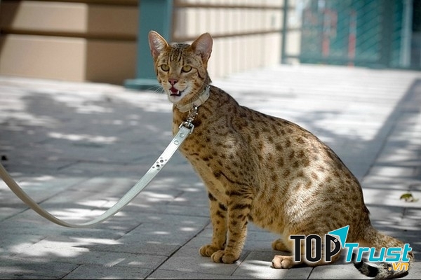 Mèo Allerca không gây dị ứng
