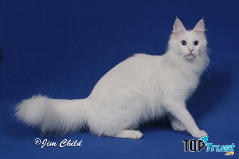 Mèo Angora Turkish