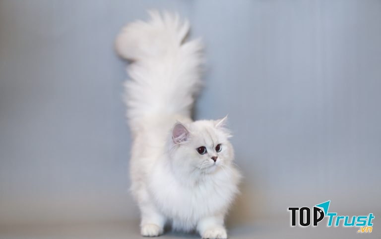 Mèo Anh lông dài