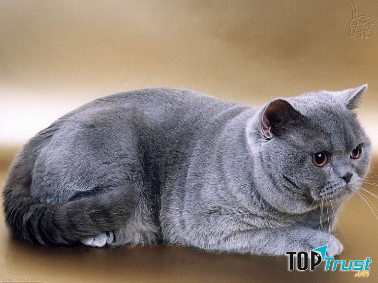 Mèo Anh lông ngắn