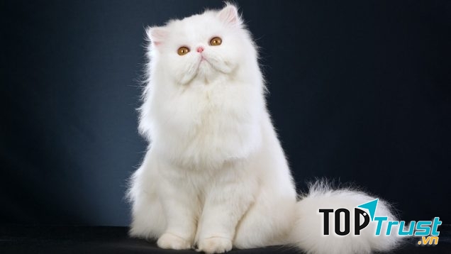 Mèo Ba Tư mặt tịt