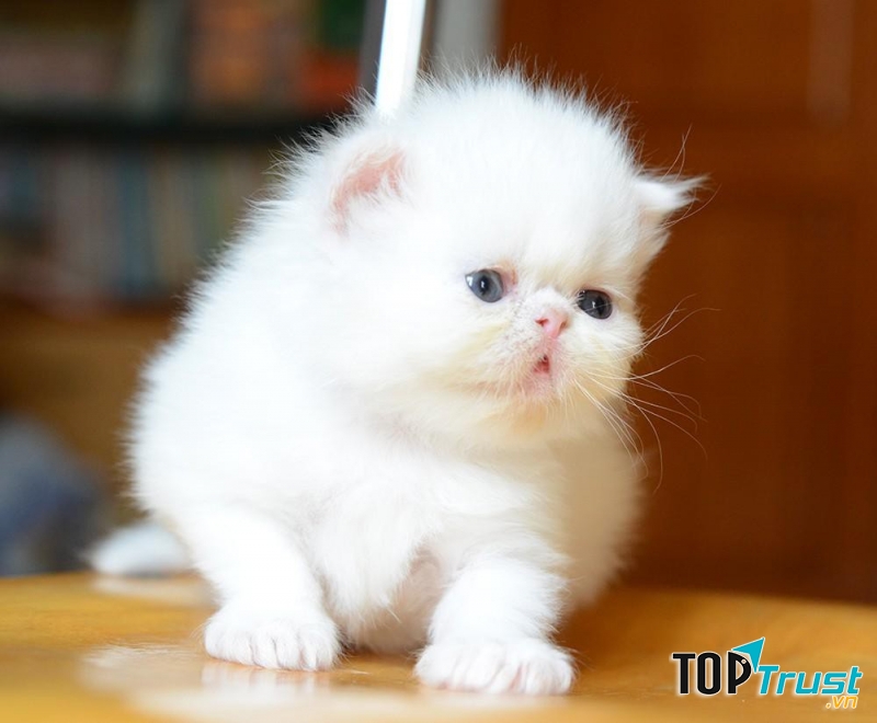 Mèo Ba Tư mặt tịt