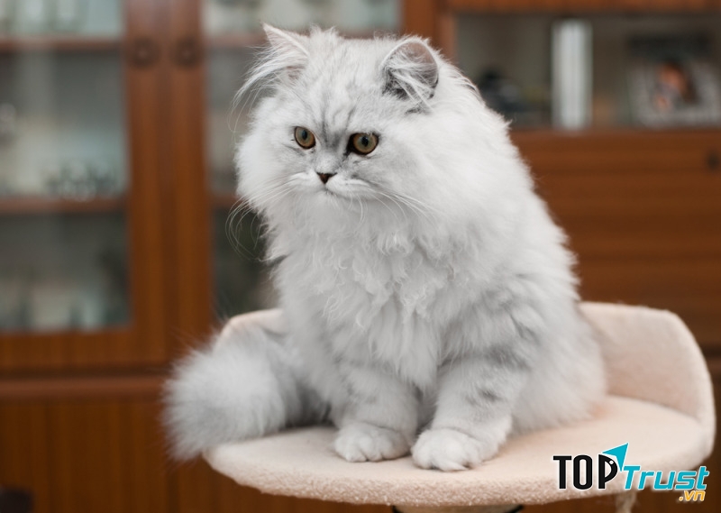 Mèo Ba Tư (Persian)