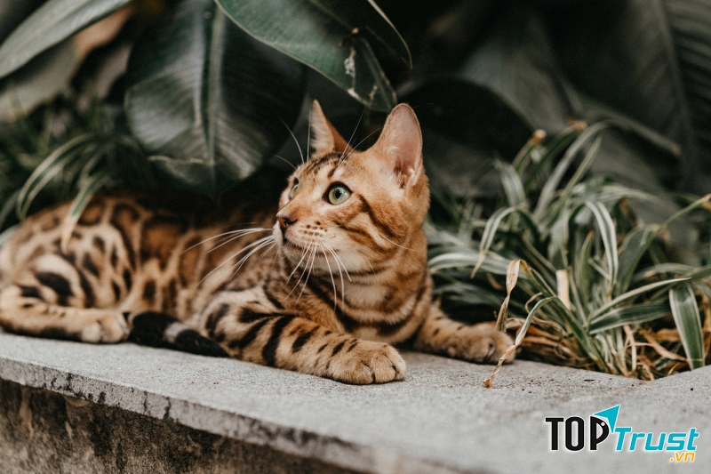 Mèo Bengal