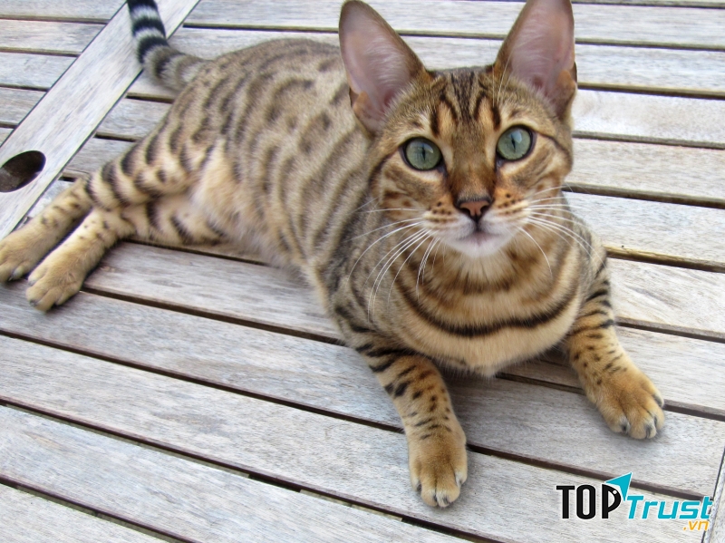 Mèo Bengal
