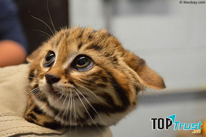 Mèo chân đen