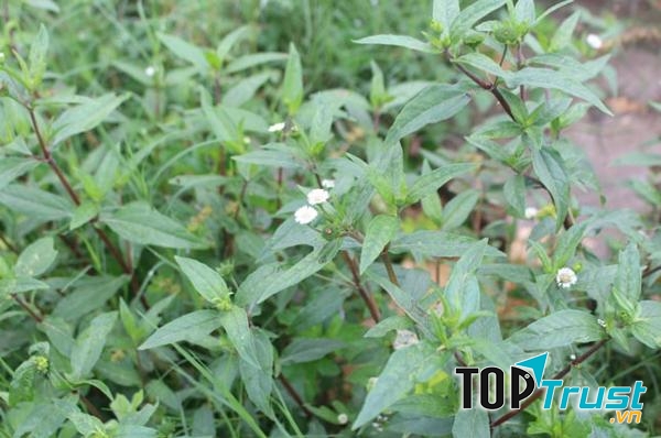 Mẹo chữa nhiệt miệng cho bé