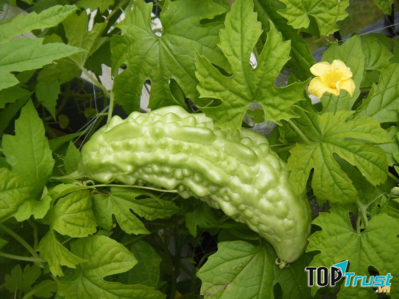 Mẹo chữa rôm sảy cho bé