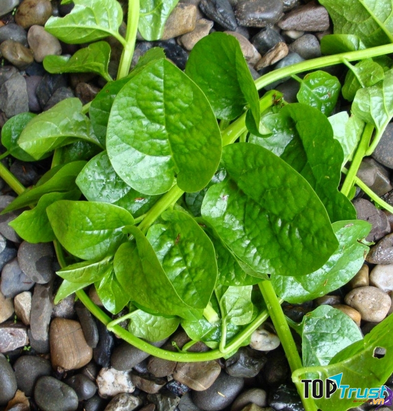 Mẹo chữa táo bón cho bé