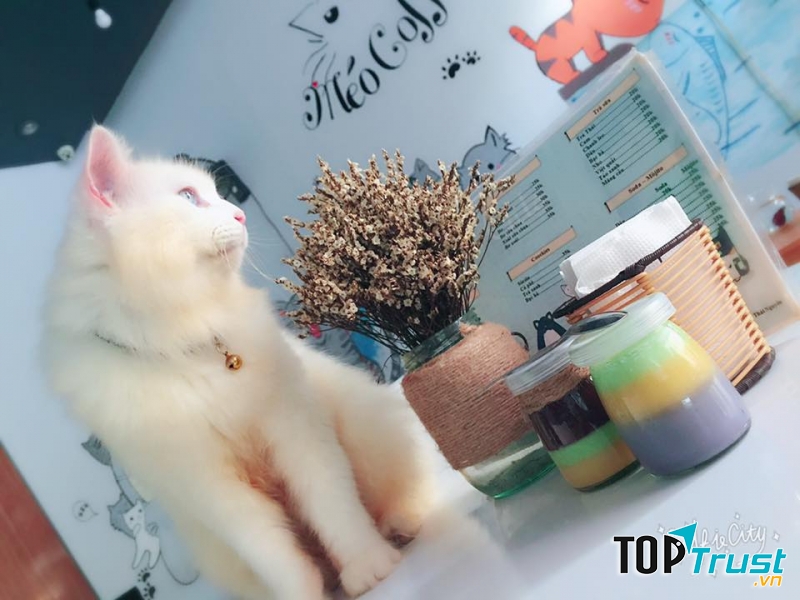 Chủ Méo Coffee mở quán vừa để phục vụ đồ ăn, đồ uống thơm ngon vừa tạo không gian cho những bạn trẻ yêu mèo gặp gỡ giao lưu