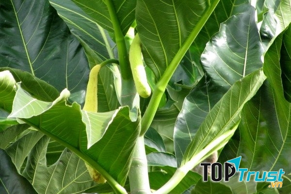 Mẹo để sữa thơm