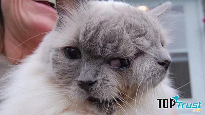 Mèo hai mặt Frank và Louie đã sống một cuộc đời trọn vẹn thì trải qua sinh nhật lần thứ 12