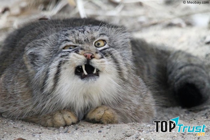 Mèo manul