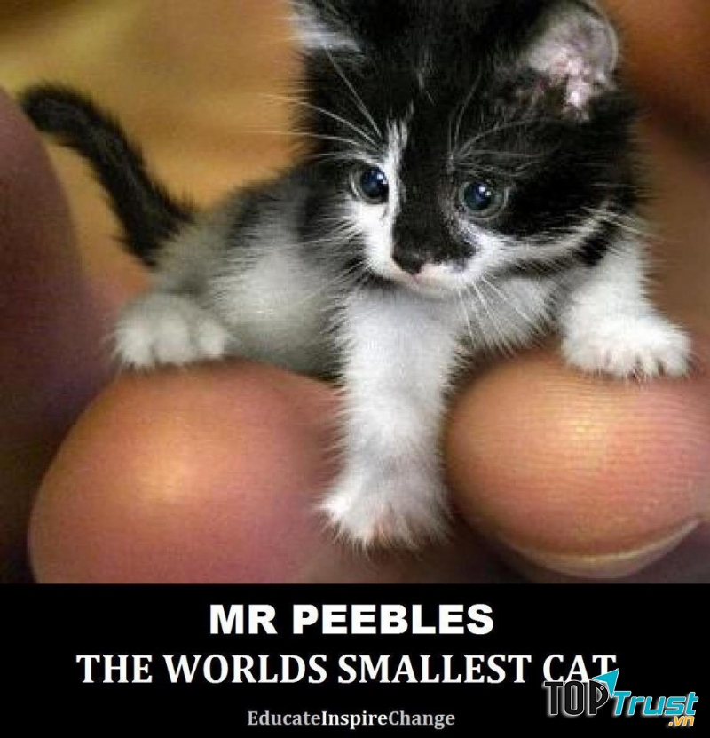 Mèo Mr. Peebles