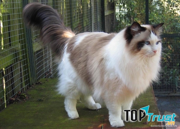 Mèo Ragdoll