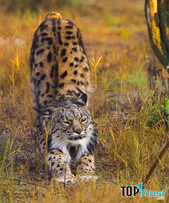 Mèo rừng Iberian