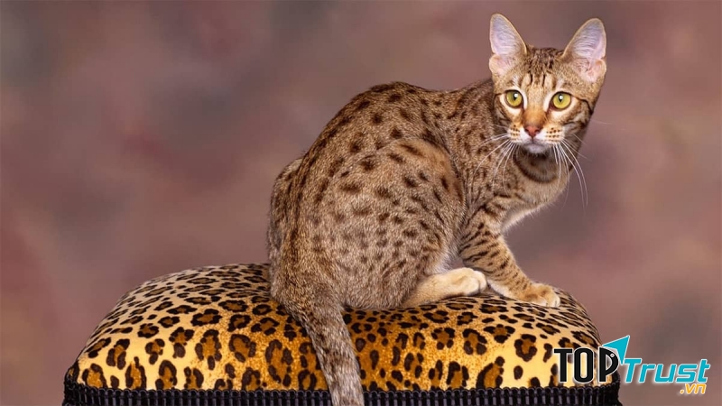 Mèo Savannah