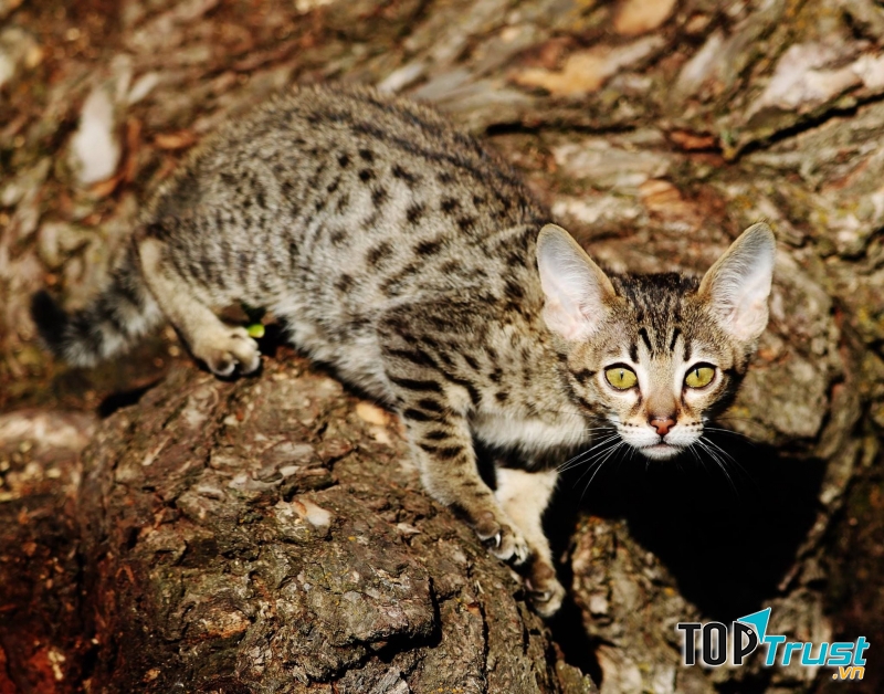 Mèo Savannah