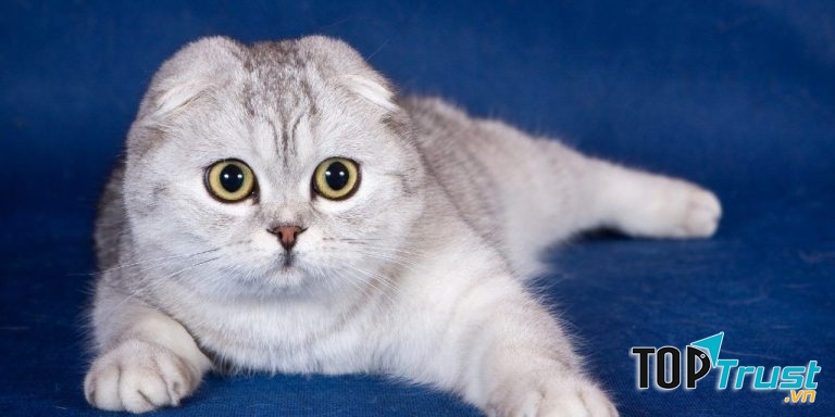 Mèo Scottish Fold tai cụp