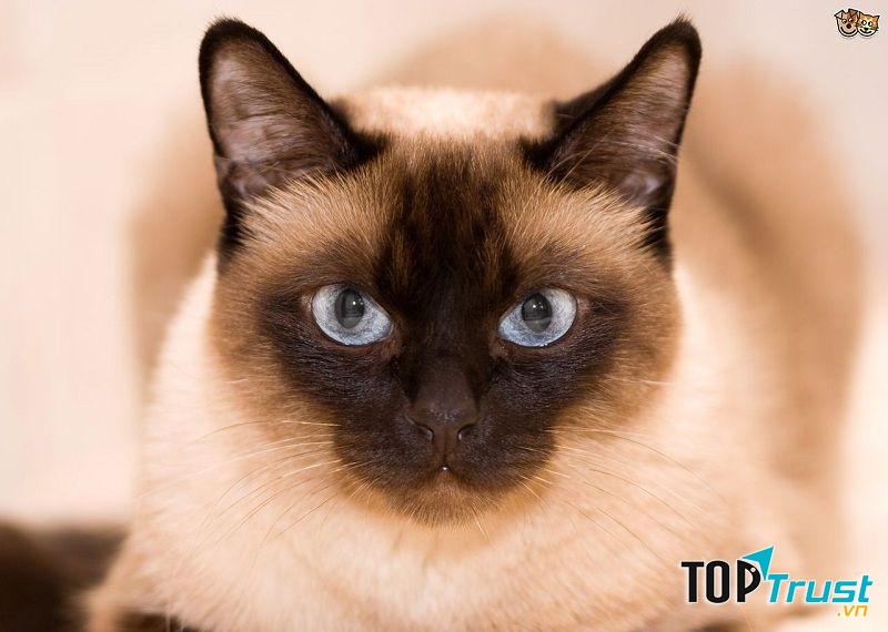 Mèo Siamese