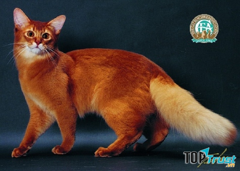 Mèo Somali
