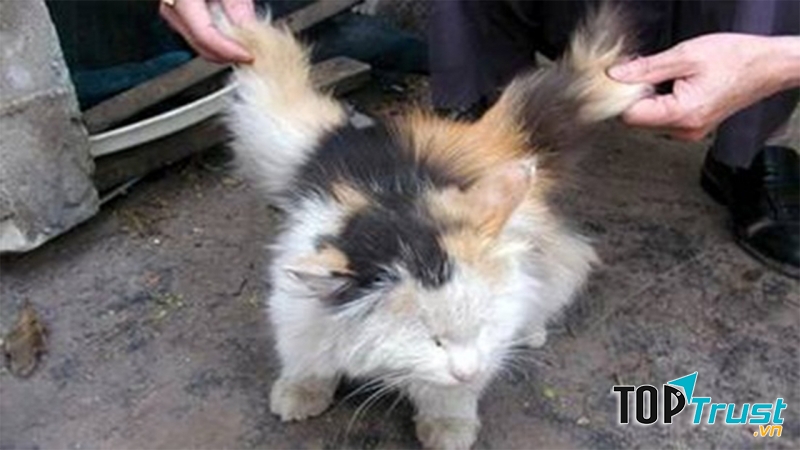 Mèo thiên thần có hai cánh sau lưng