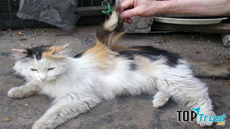 Con Mèo thiên thần có 2 cánh ở Trung Quốc