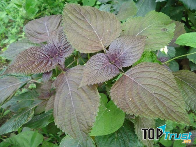 Mẹo tiêm phòng về không sốt