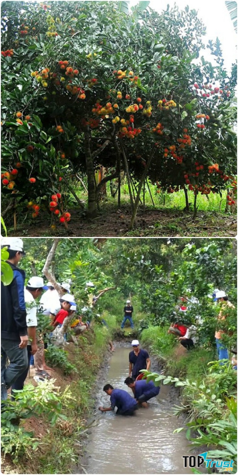 Vườn trái cây Cù Lao, An Bình