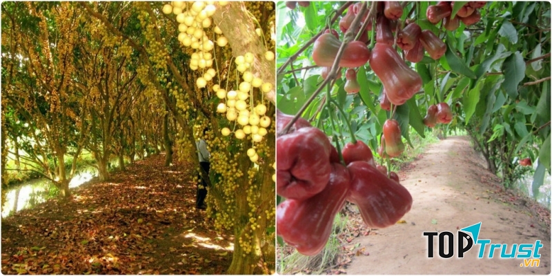 Vườn trái cây Mỹ Khánh, Cần Thơ