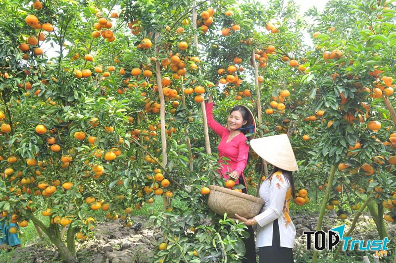 Miệt vườn miền tây