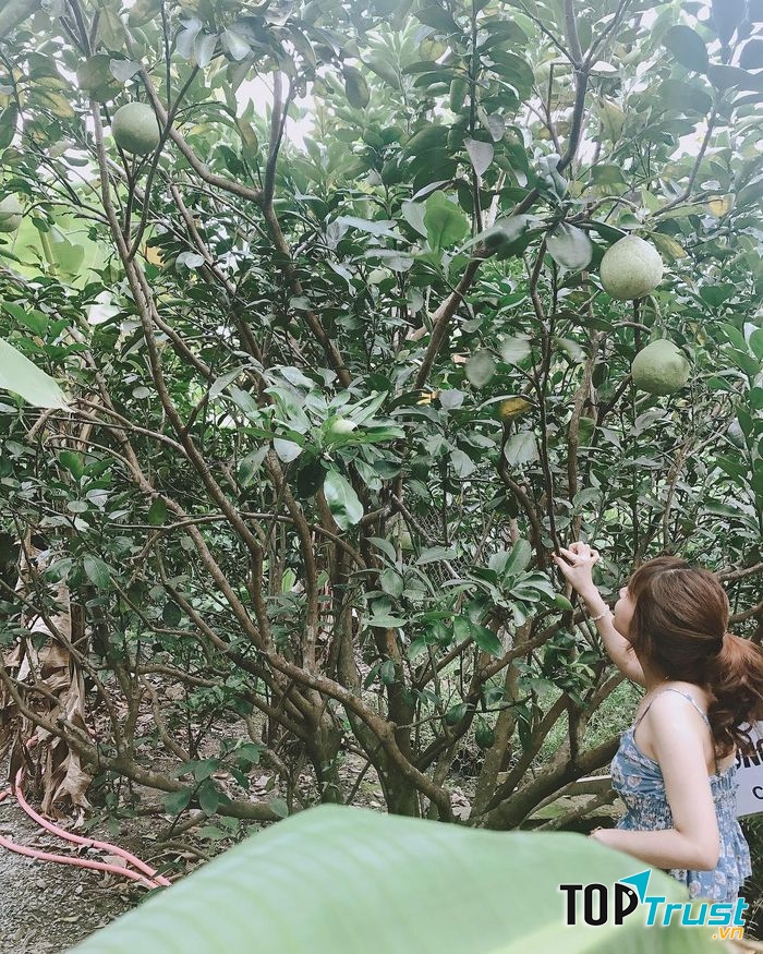 Miệt vườn trái cây xum xuê hoa trái