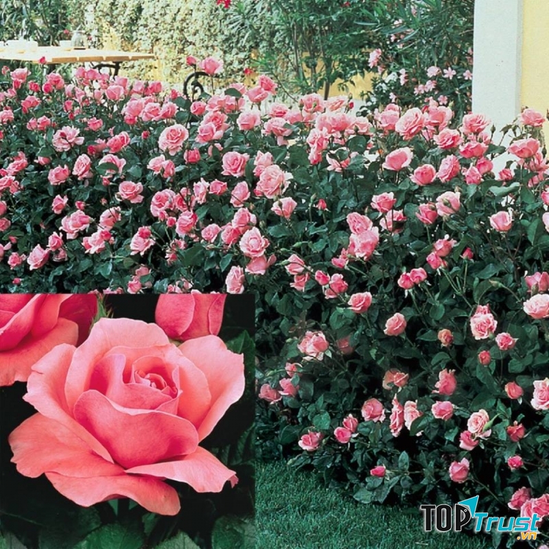 Hạt giống hoa hồng Grandiflora có tại MIMI FLOWERS SHOP